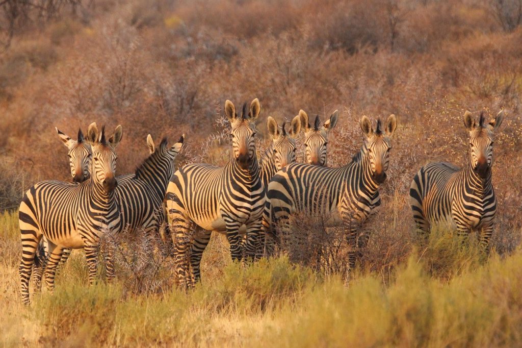 zebras, animals, africa, nature, south africa, namibia, savannah, safari, wildlife