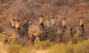 zebras, animals, africa, nature, south africa, namibia, savannah, safari, wildlife