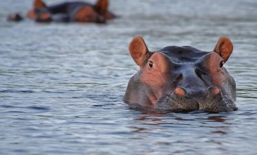 hippo, hippopotamus, animal, look, watch, attentive, water, wild animal, wilderness, africa, botswana, nature, south africa, hippo, hippo, hippo, hippo, hippo, hippopotamus, hippopotamus