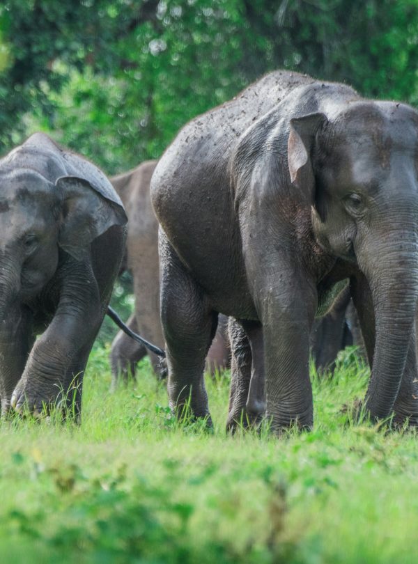 Sri Lanka