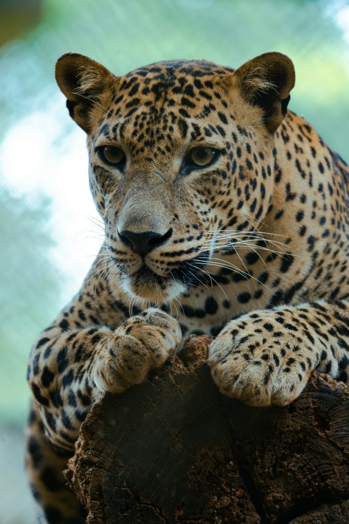 Sri Lankan leopard in Yala National Park resting on rock wildlife safari experience