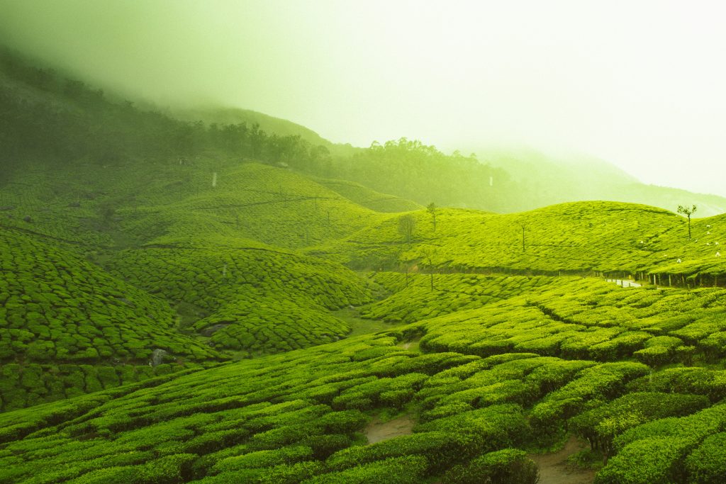 Sri Lanka luxury tea plantation with misty hills in Nuwara Eliya