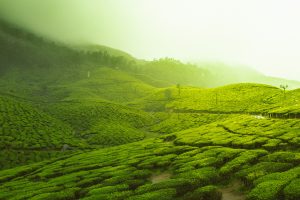 Sri Lanka luxury tea plantation with misty hills in Nuwara Eliya