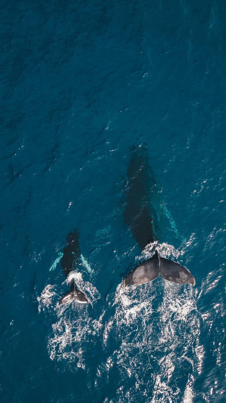 Blue whale in the Indian Ocean near Mirissa Sri Lanka whale watching