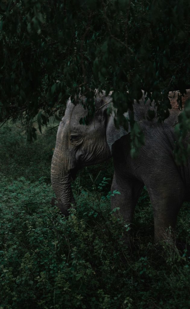 Elephant in Yala National Park Sri Lanka wildlife safari experience