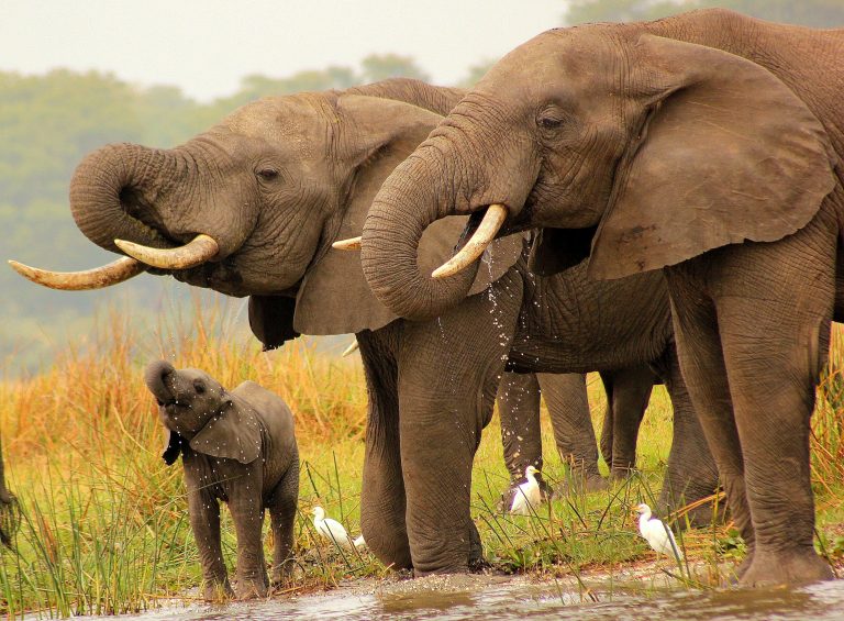 Wildlife safari in Chitwan National Park Nepal featuring rhinos, Elephants and lush jungle landscape showcasing biodiversity and nature