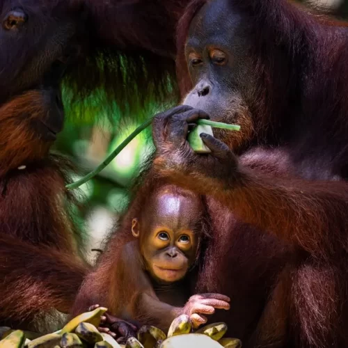 Borneo Family Holiday