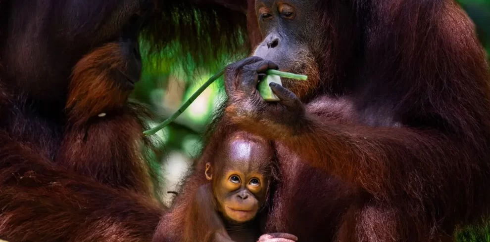 Borneo Family Holiday